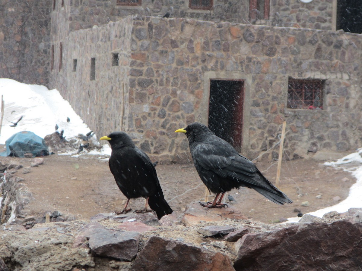 זג צהוב-מקור - ML647618924