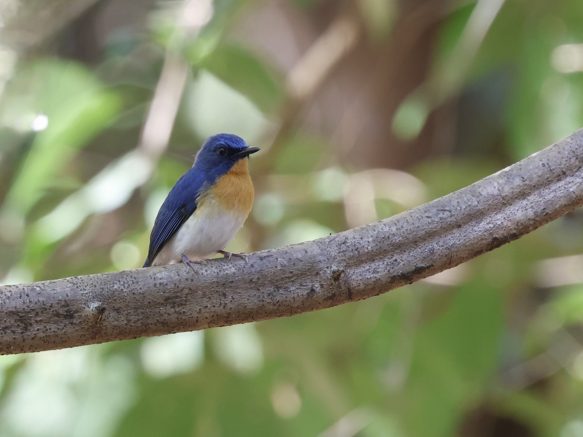 Indochinese Blue Flycatcher - ML647618925