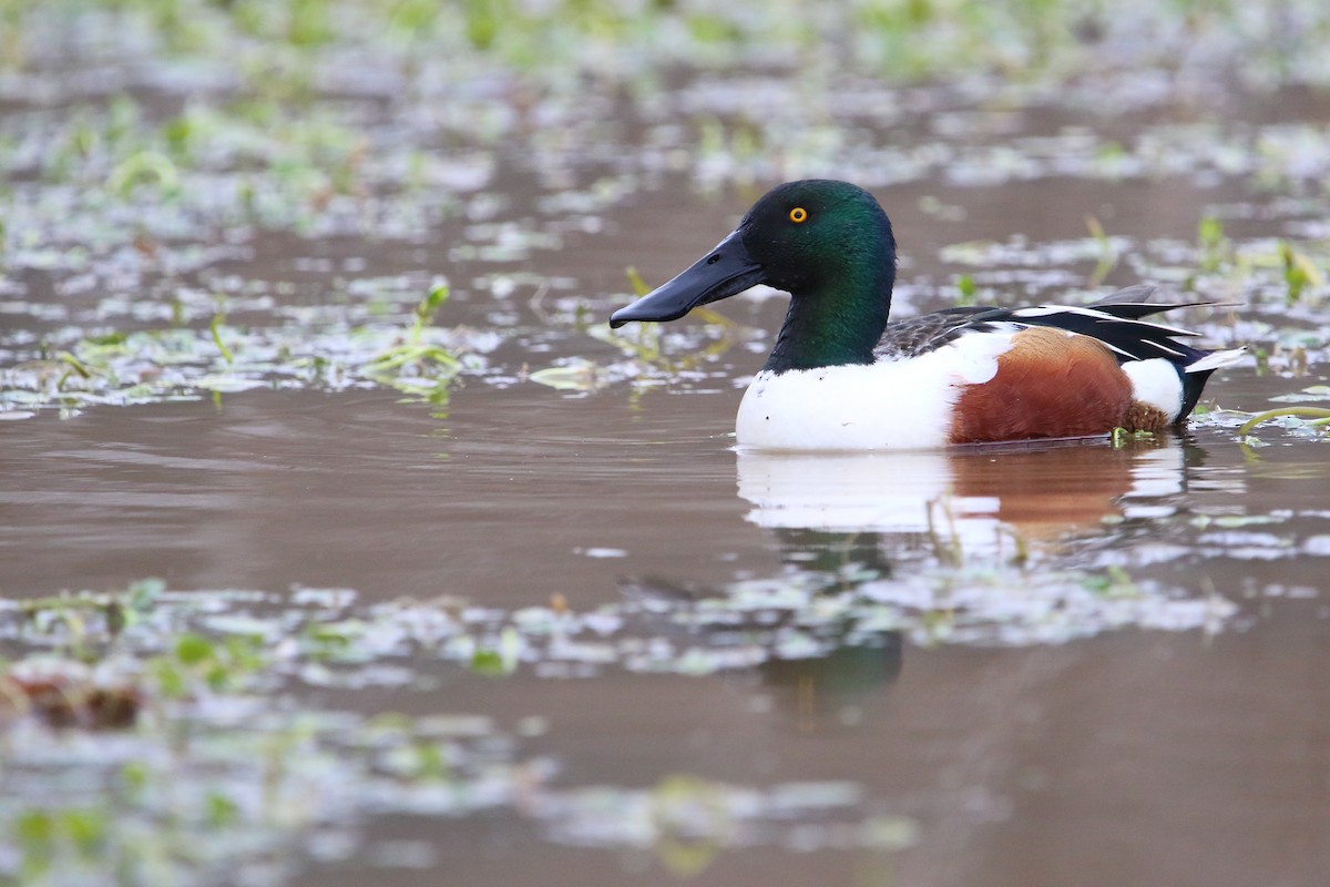 מרית צפונית - ML647618927