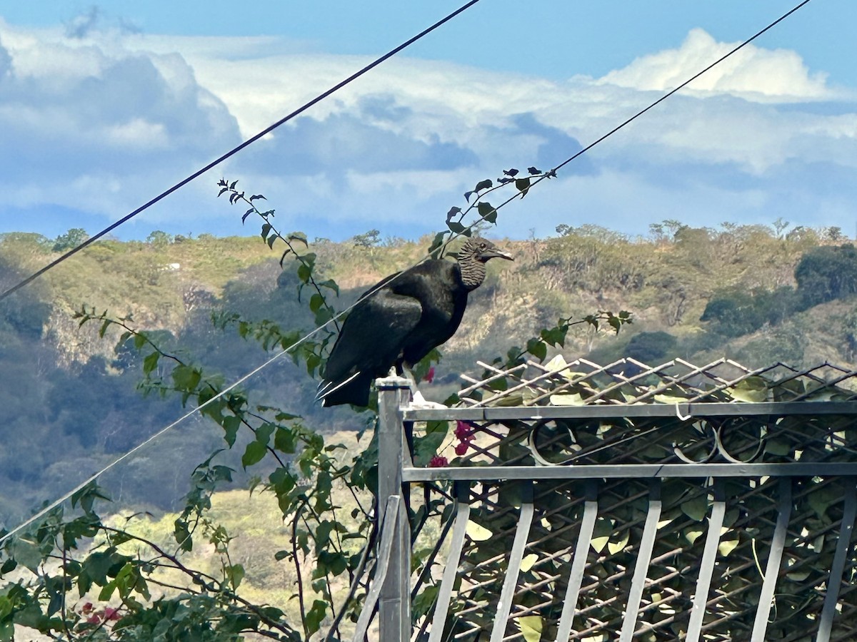 Black Vulture - ML647618934