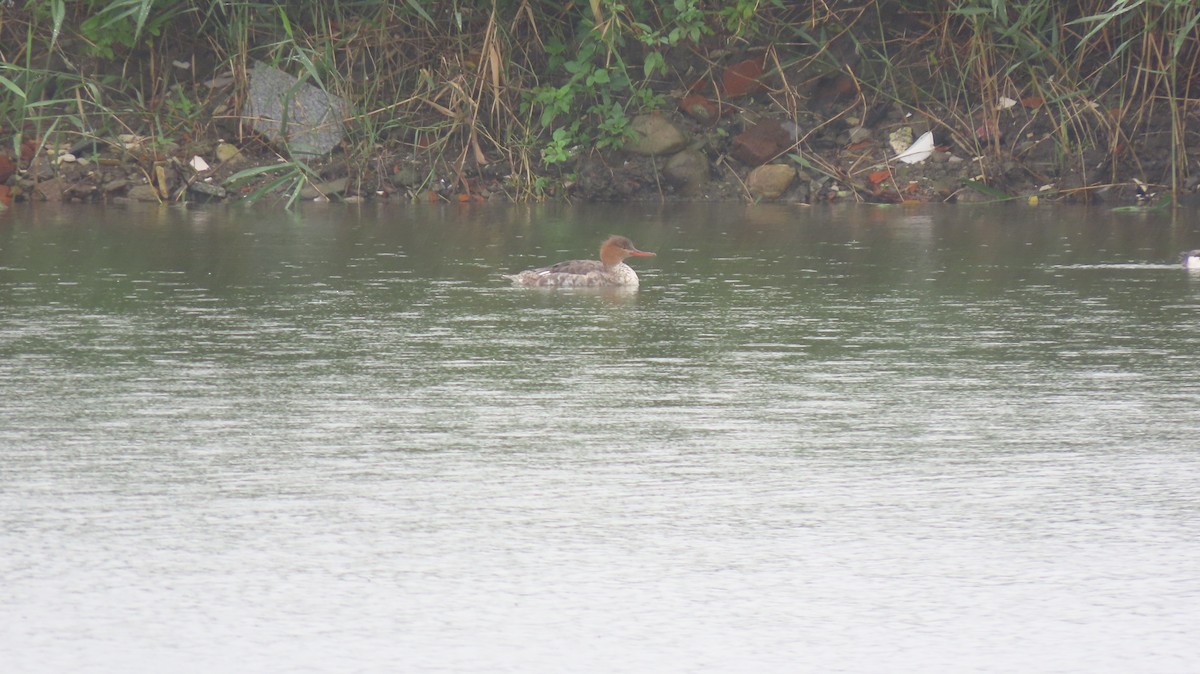 Длинноносый крохаль - ML647618947