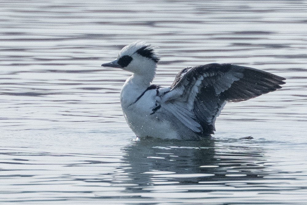 מרגון גמדי - ML647618952