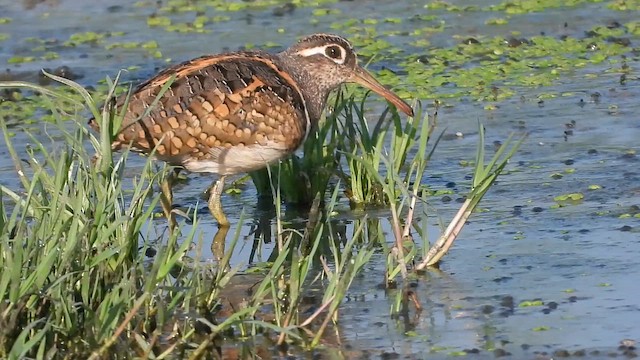 Mingor argia - ML647618997