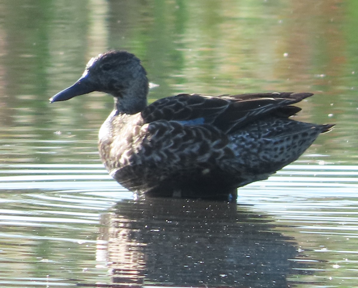 Zertzeta hegalurdina - ML647619002