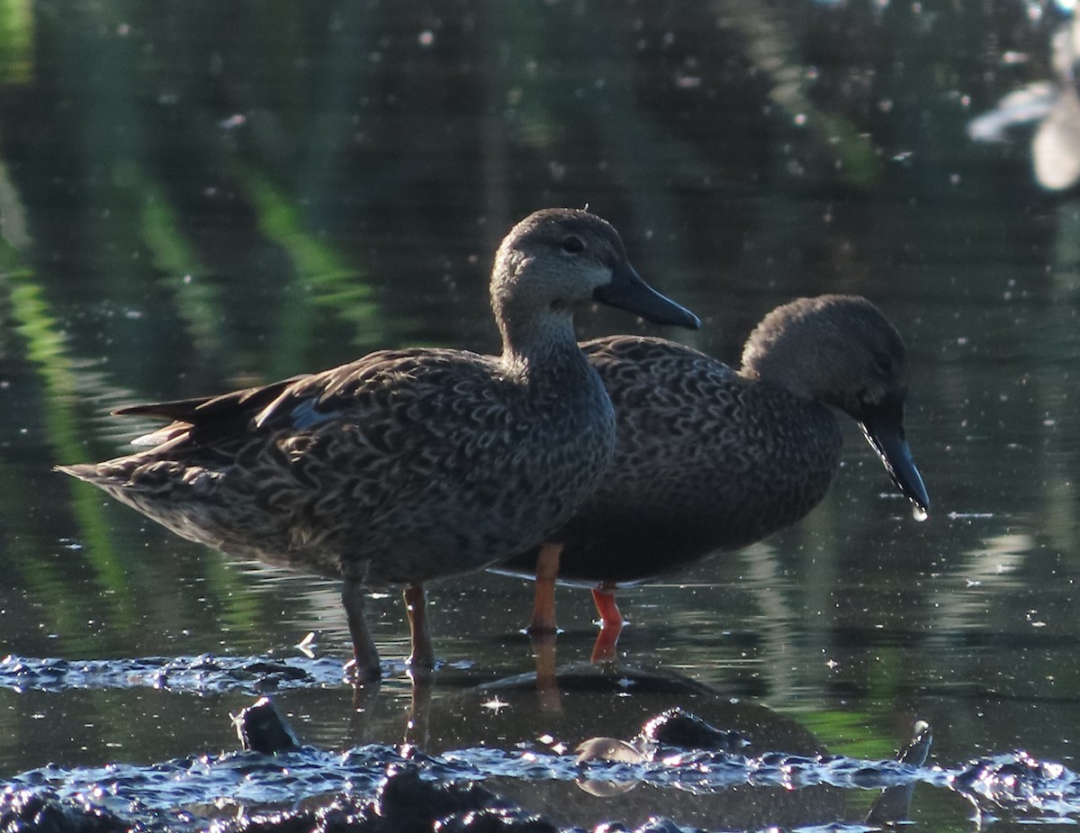 Zertzeta hegalurdina - ML647619003