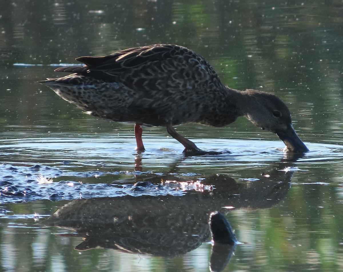 Zertzeta hegalurdina - ML647619004