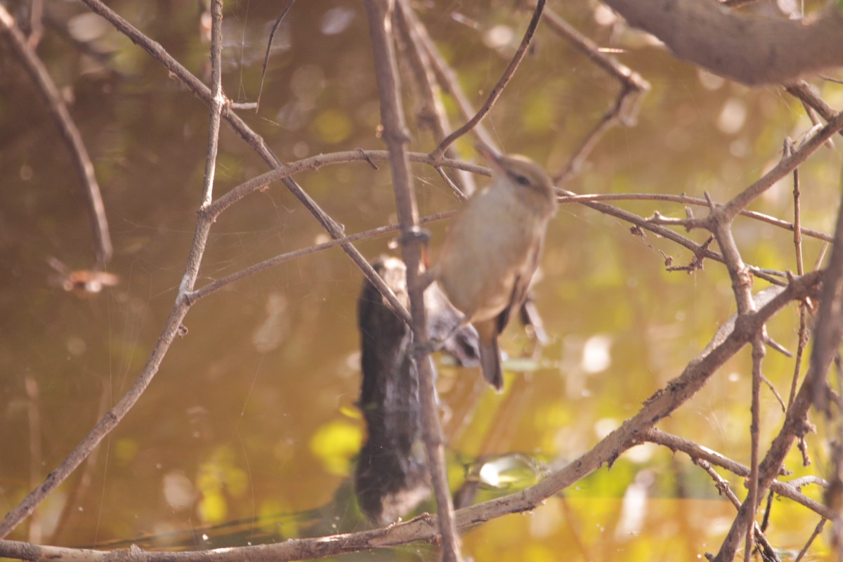 Clamorous Reed Warbler - ML647619005