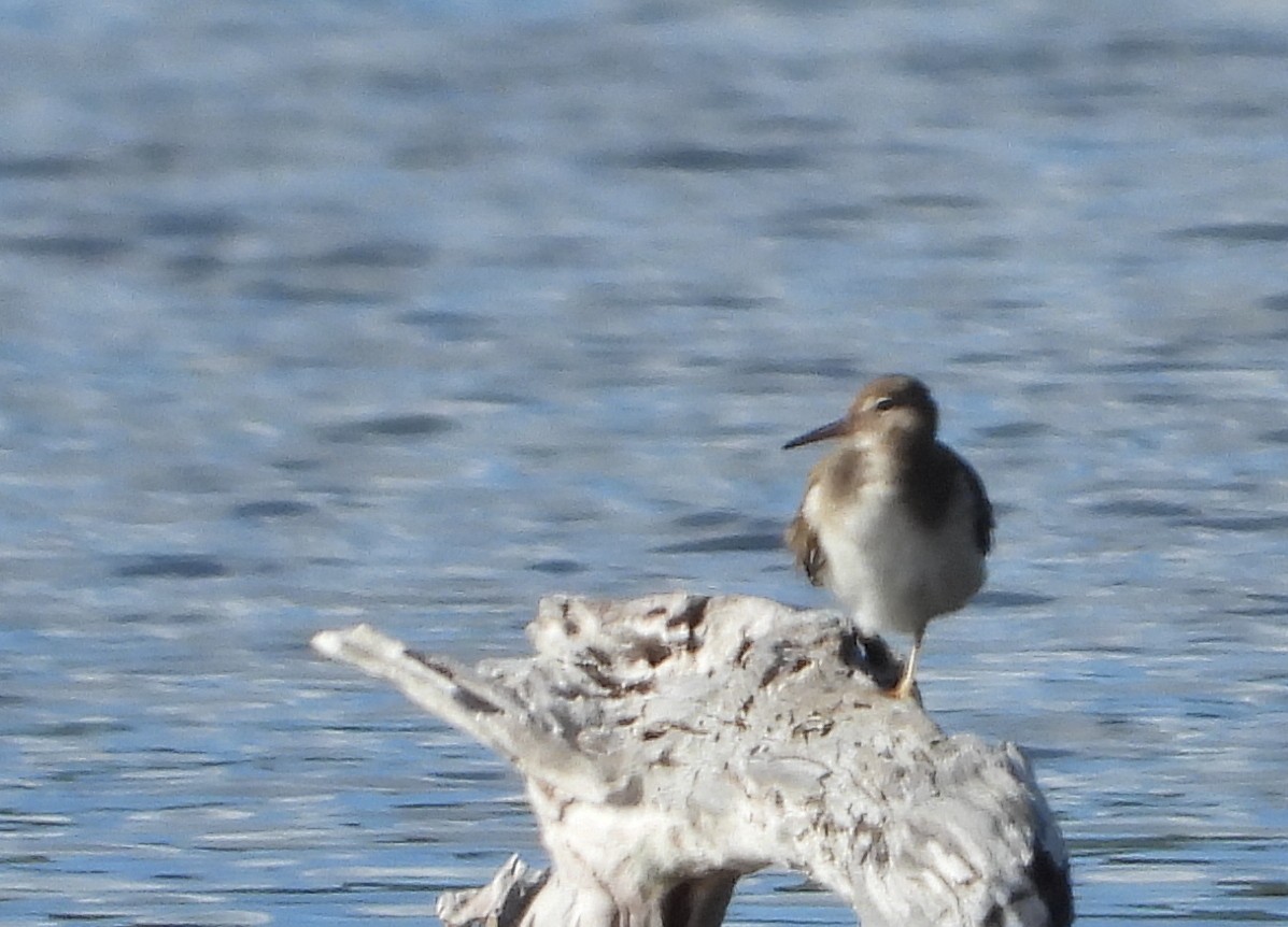 Kuliska orbanduna - ML647619021