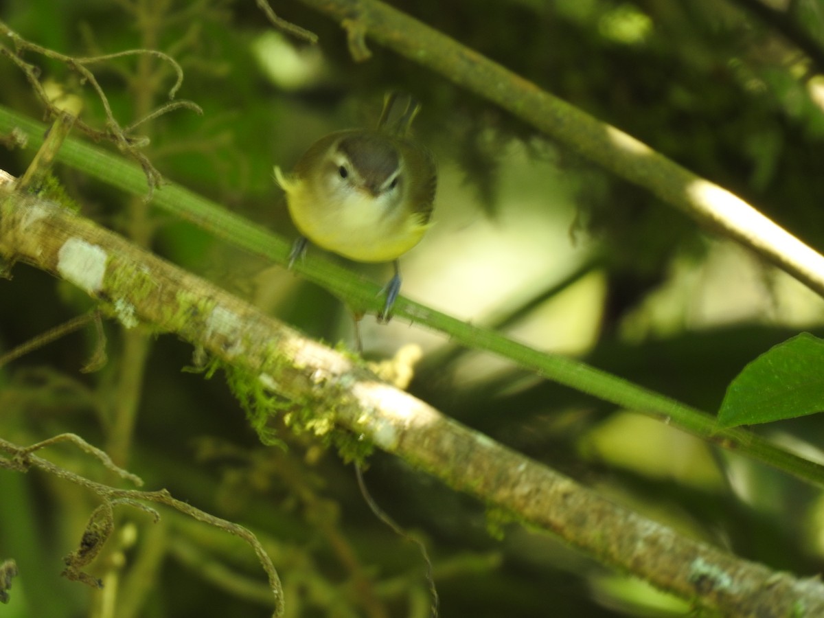 Brown-capped Vireo - ML647619024