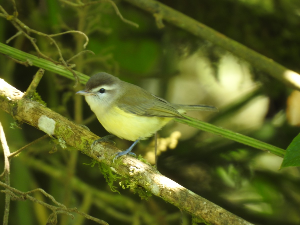 Brown-capped Vireo - ML647619025