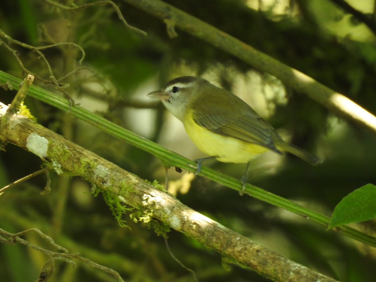 Brown-capped Vireo - ML647619026