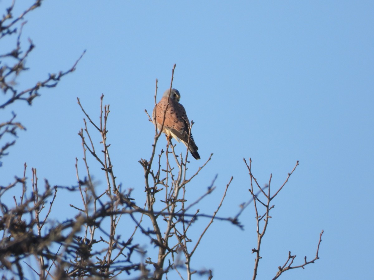 Belatz gorria - ML647619028