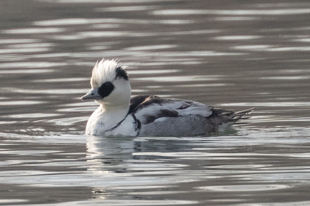 Zerra txikia - ML647619031