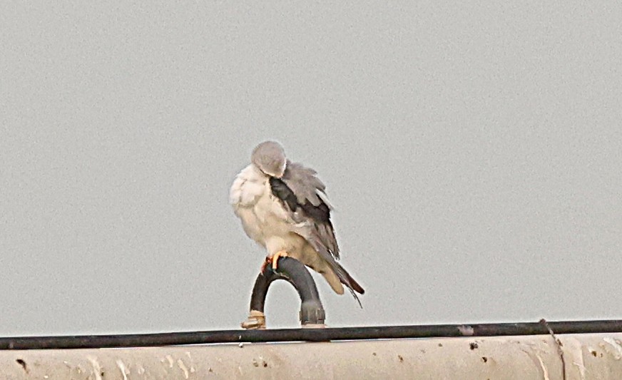 Elano urdina - ML647619032