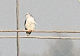 Elano urdina - ML647619033