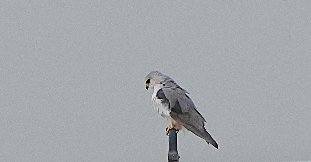 Elano urdina - ML647619034