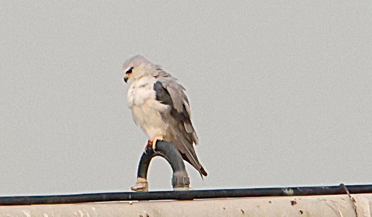 Elano urdina - ML647619036