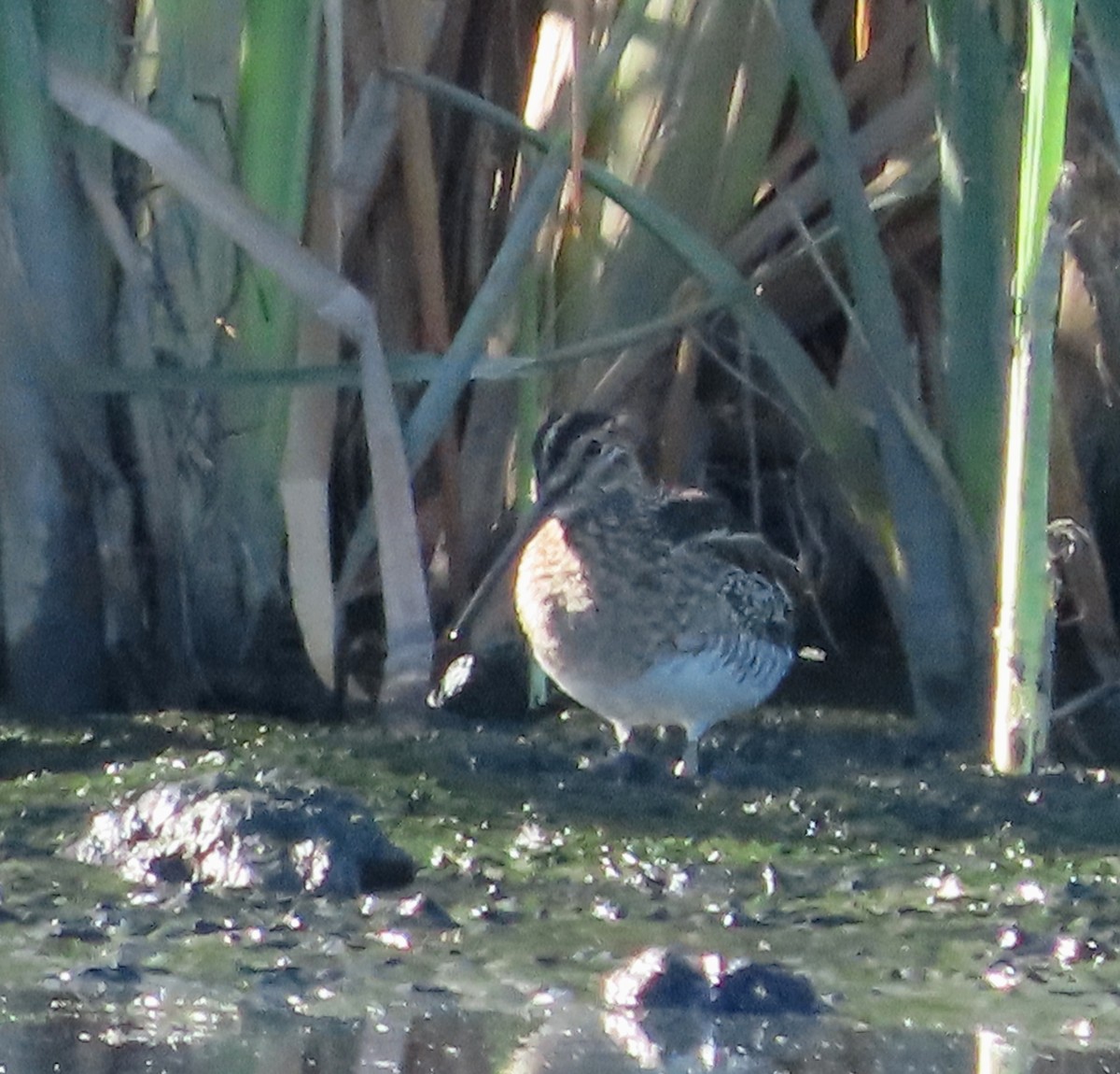 Wilson istingorra - ML647619038