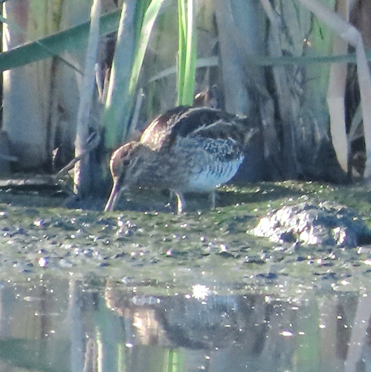 Wilson istingorra - ML647619039