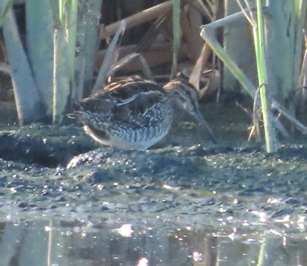 Wilson istingorra - ML647619040