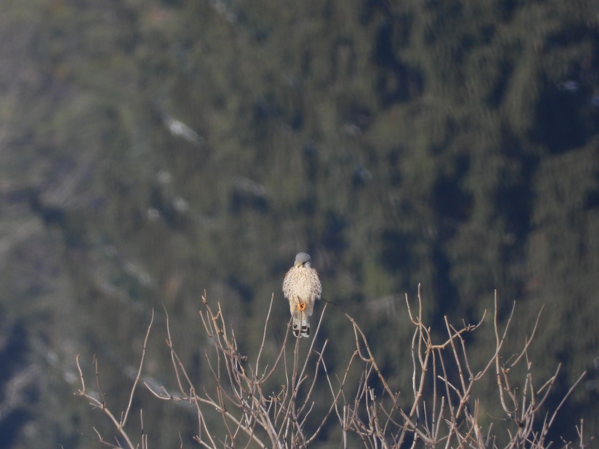 Belatz gorria - ML647619041