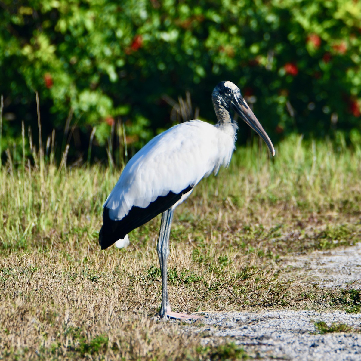 Tantalo amerikarra - ML647619044