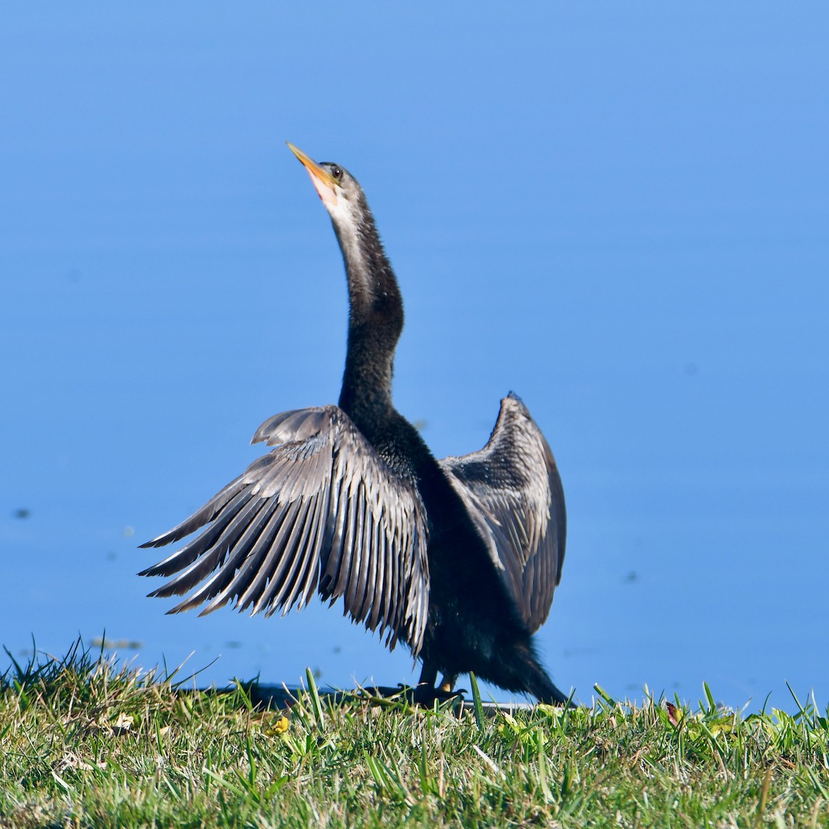 Ubarroi belarriduna - ML647619056