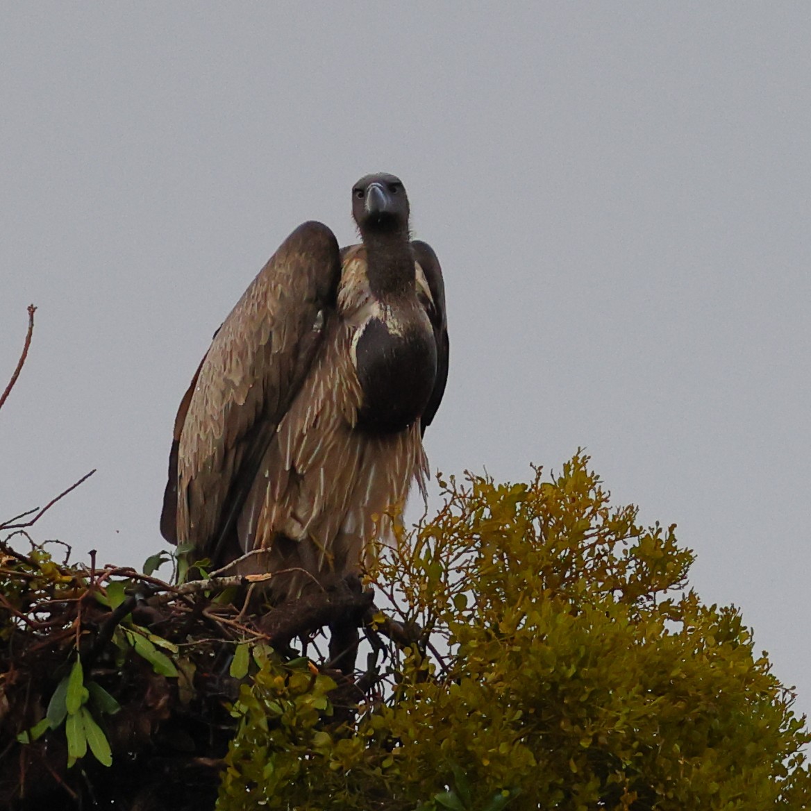 Ak Sırtlı Akbaba - ML647619092