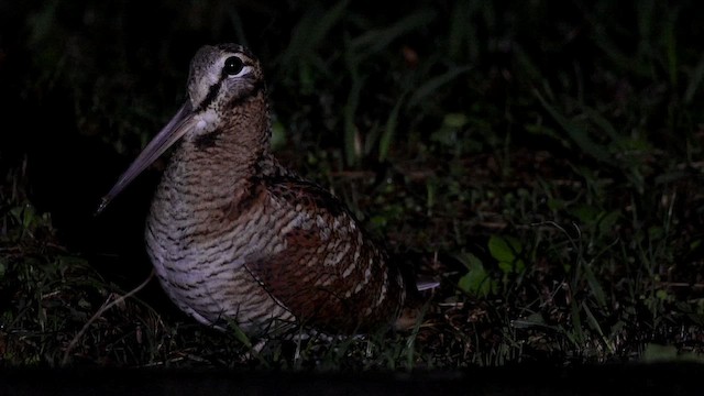 Eurasian Woodcock - ML647619094