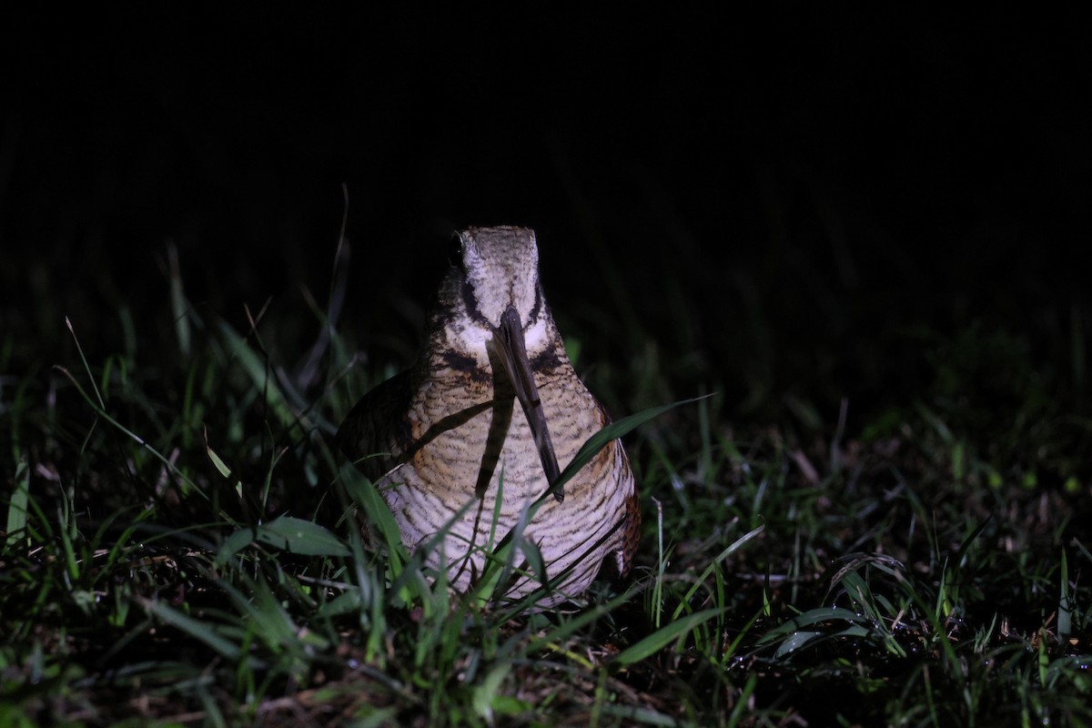 Eurasian Woodcock - ML647619095