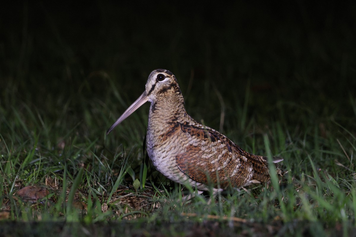 Eurasian Woodcock - ML647619096