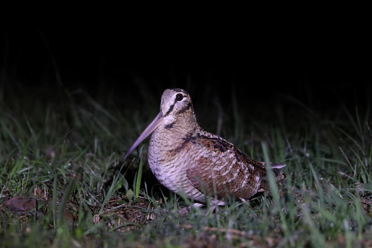 Eurasian Woodcock - ML647619097