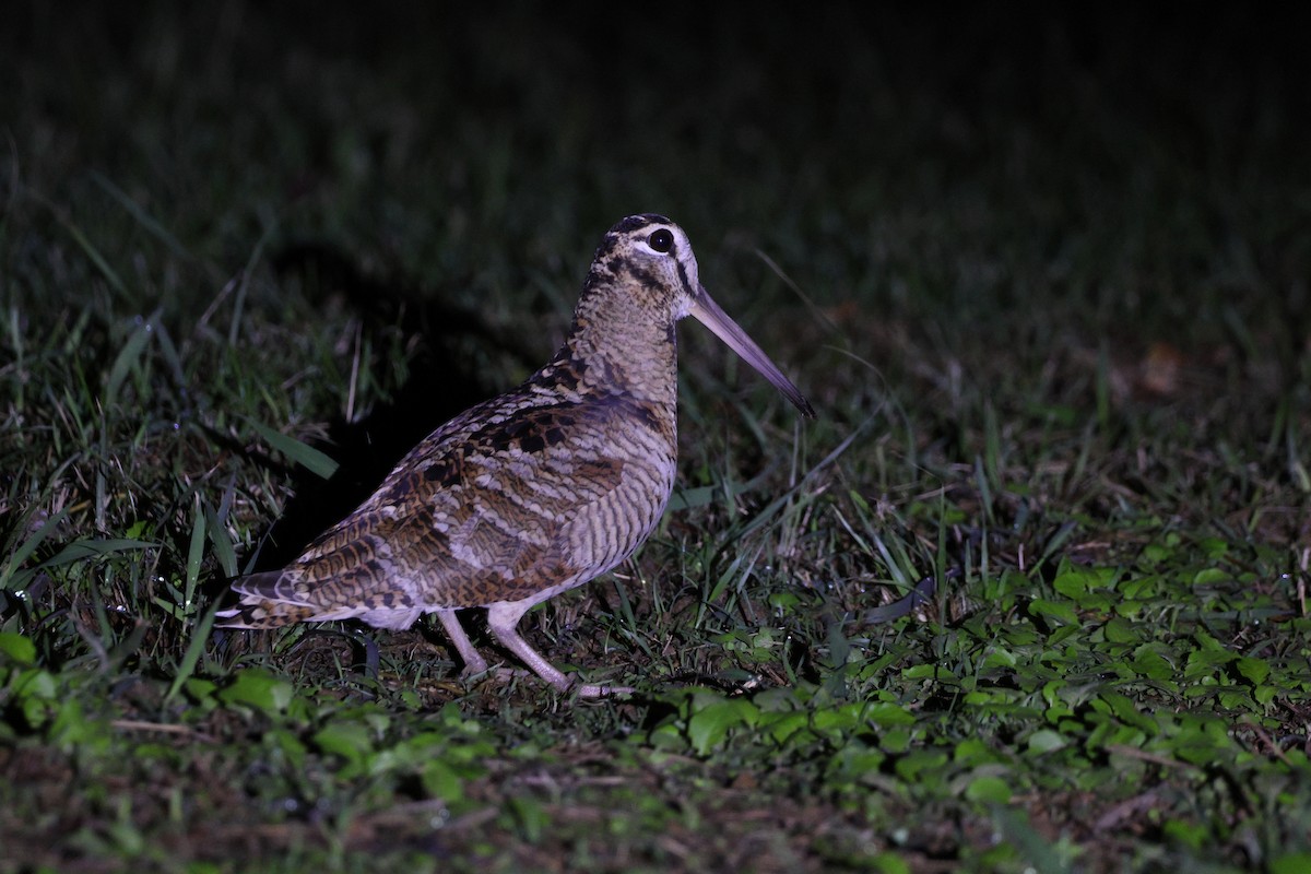 Eurasian Woodcock - ML647619098