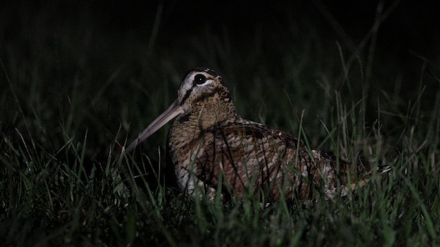 Eurasian Woodcock - ML647619099