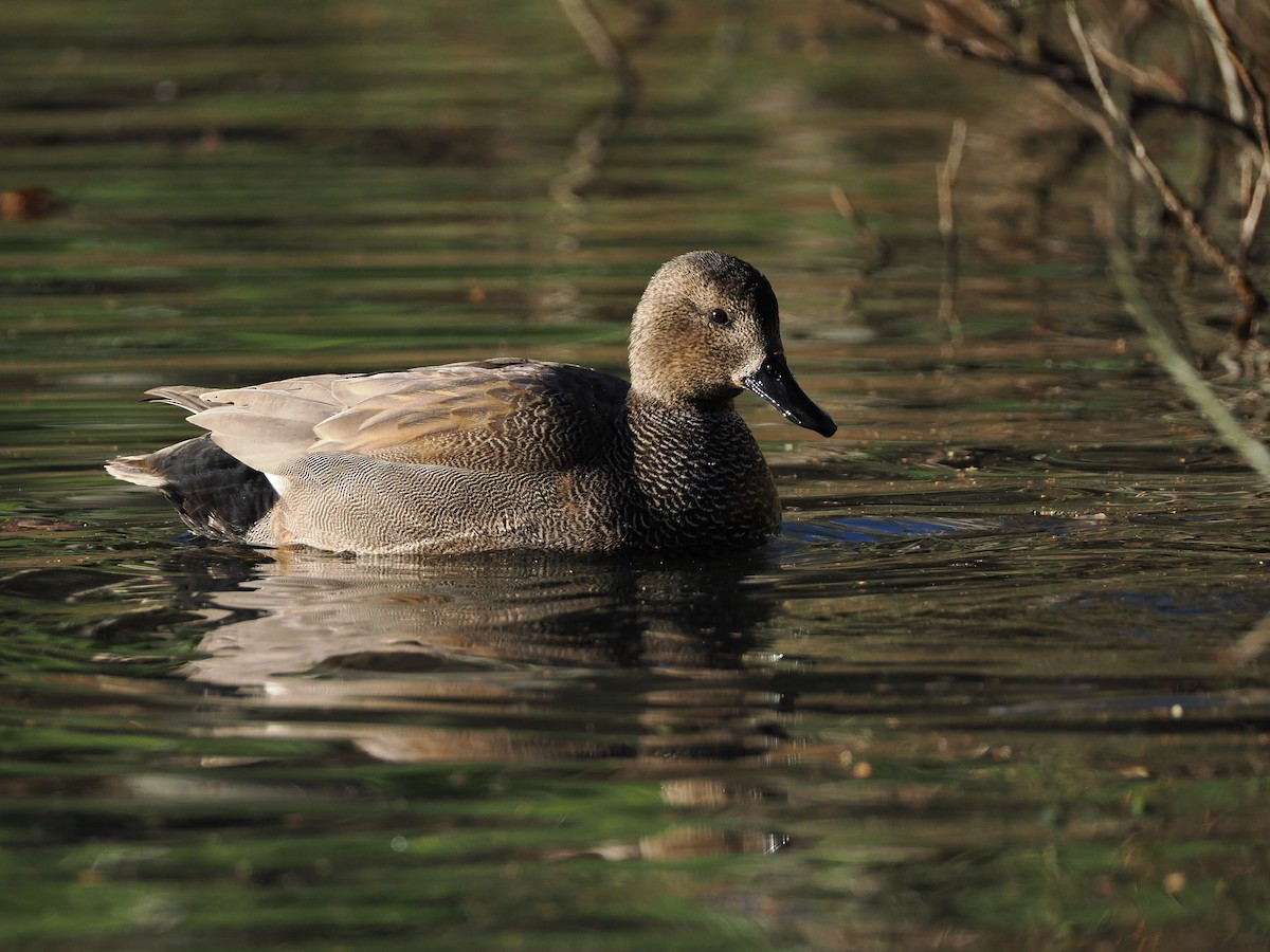 赤膀鴨 - ML647619114
