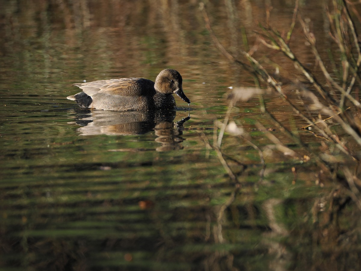 赤膀鴨 - ML647619115