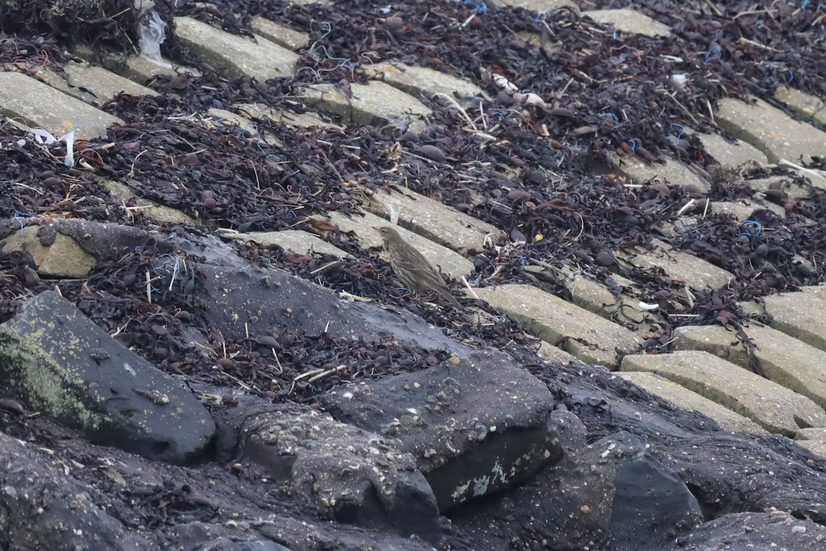 Rock Pipit - ML647619132