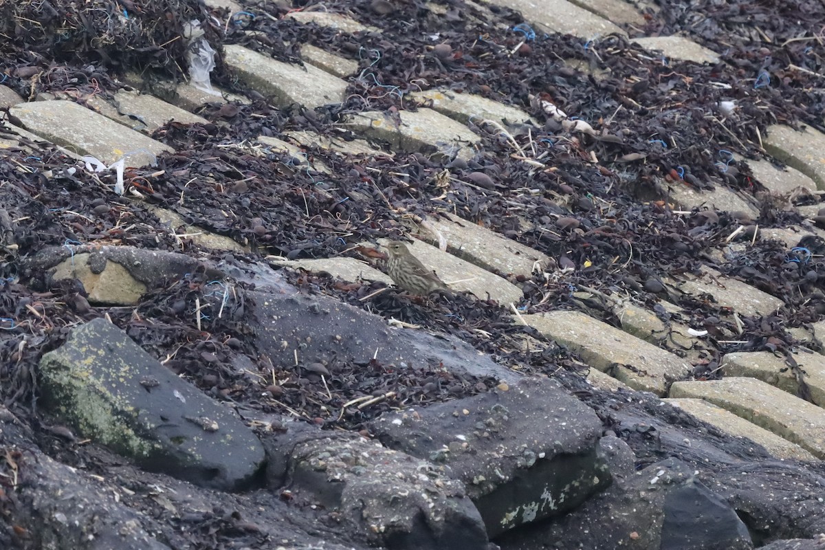 Rock Pipit - ML647619150