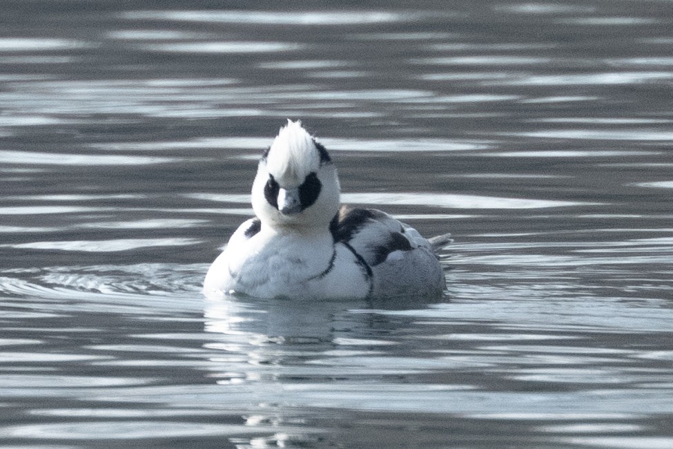 מרגון גמדי - ML647619158