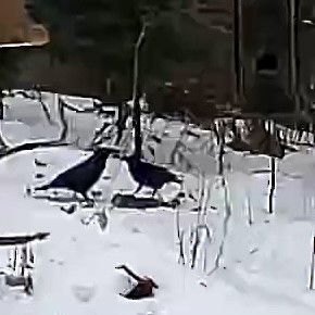 Common Raven - ML647619163