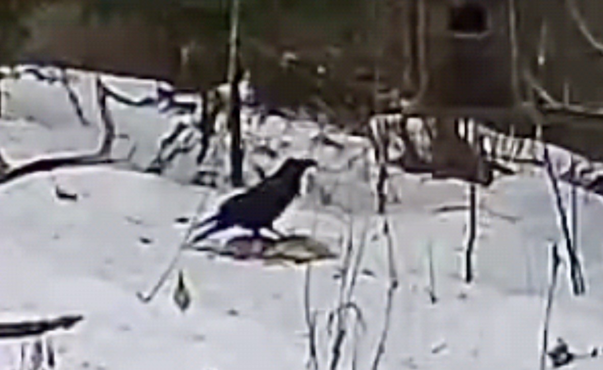 Common Raven - ML647619164