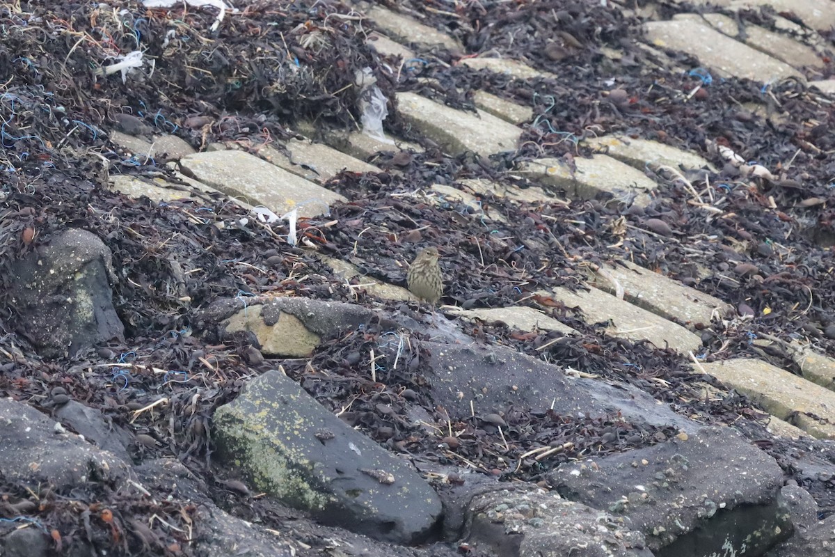 Rock Pipit - ML647619167