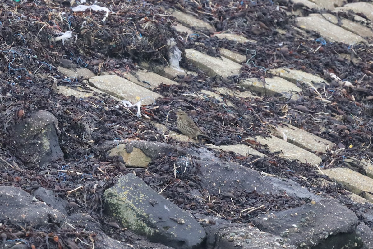 Rock Pipit - ML647619183