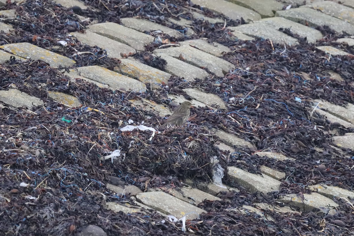 Rock Pipit - ML647619207