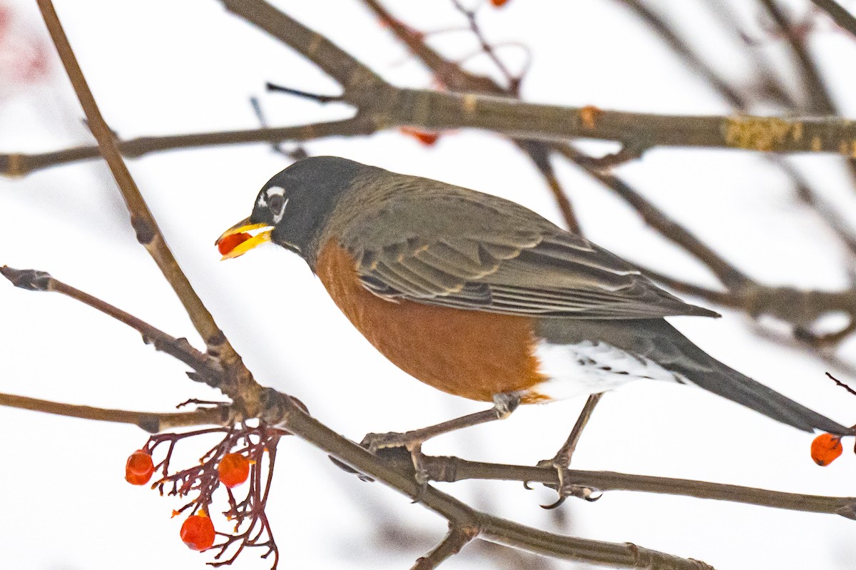 American Robin - ML647619215