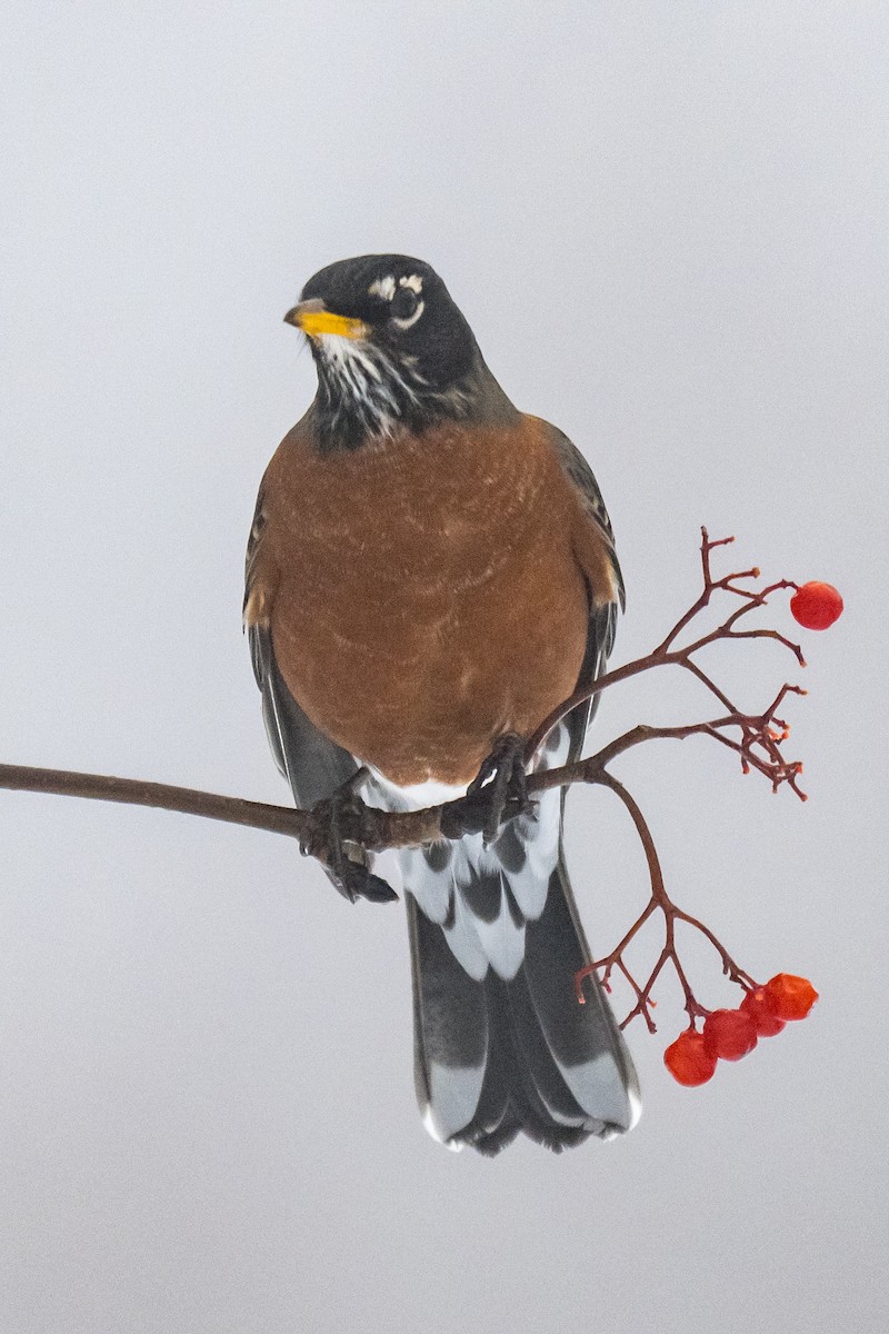 American Robin - ML647619217
