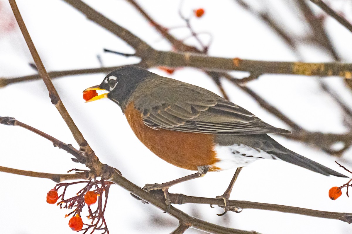 American Robin - ML647619218