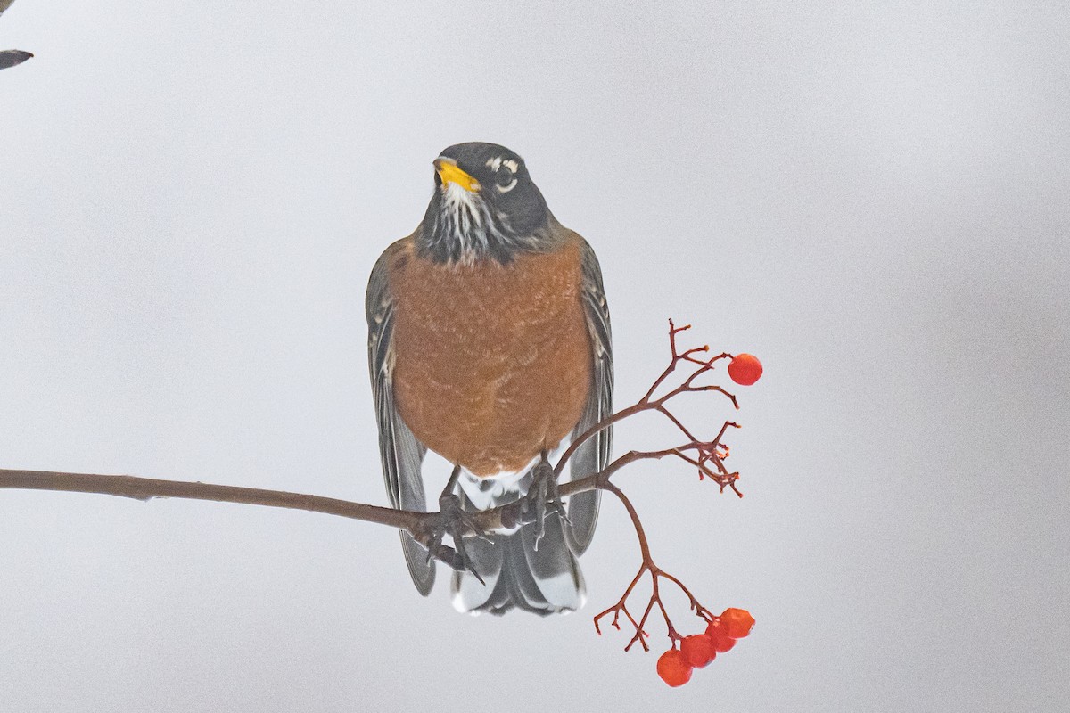 American Robin - ML647619219