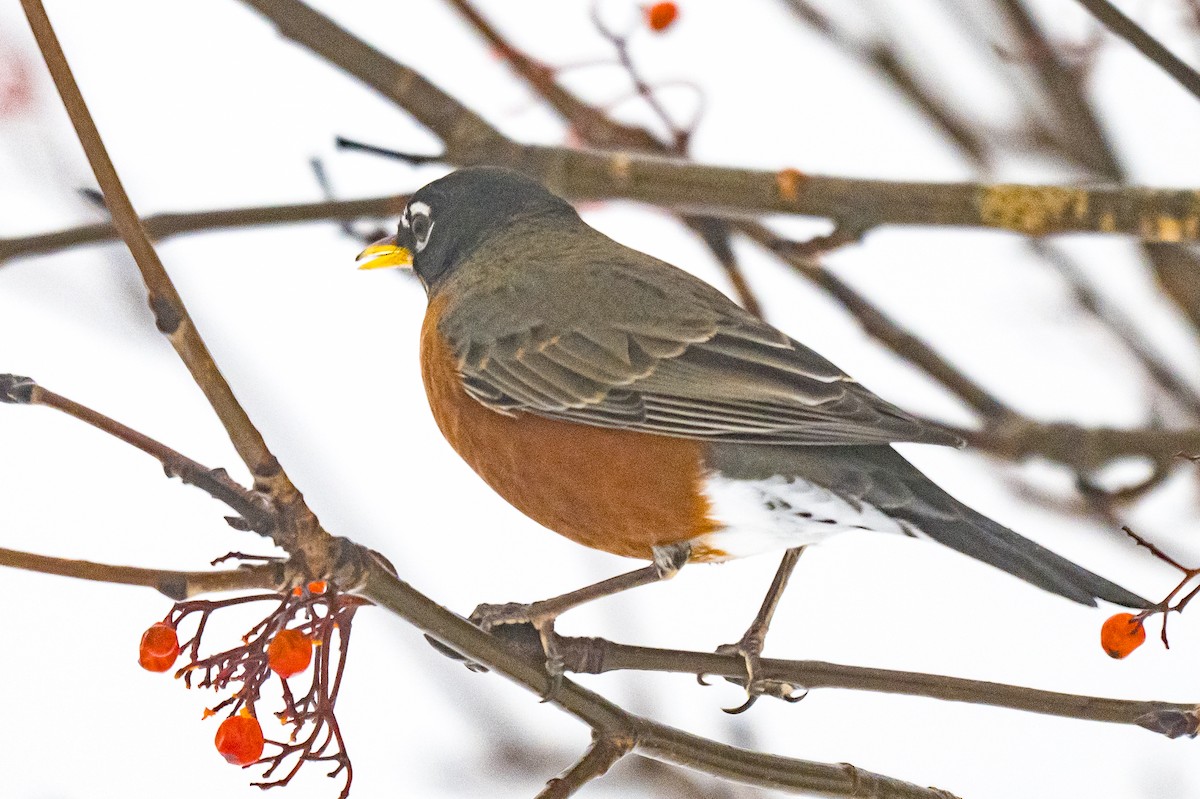 American Robin - ML647619220