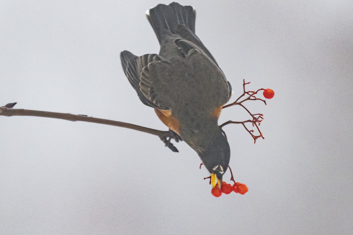 American Robin - ML647619221